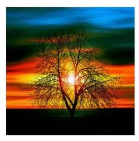 Árbol y atardecer - Kit de pintura diamante