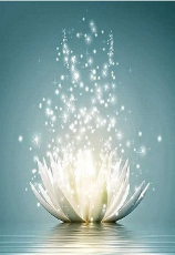 Flor Brillante