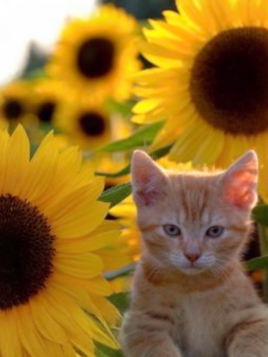 Gato entre girasoles