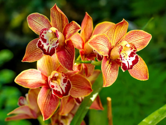 Orquideas (35x45cm) diamante cuadrado