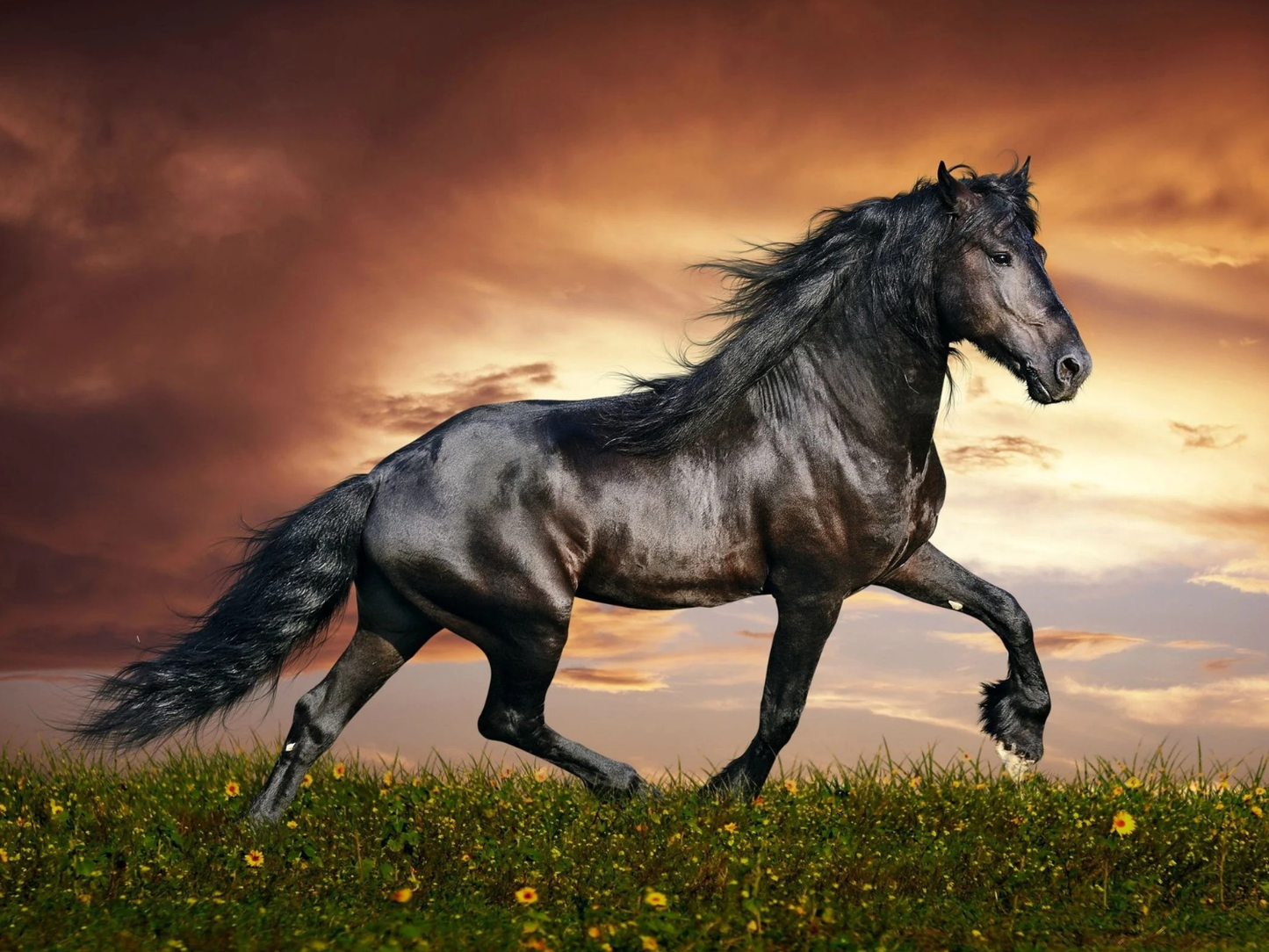 Caballo al galope